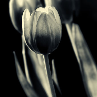 Zatiší s tulipány