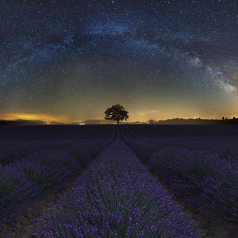 Lavender field under stars
