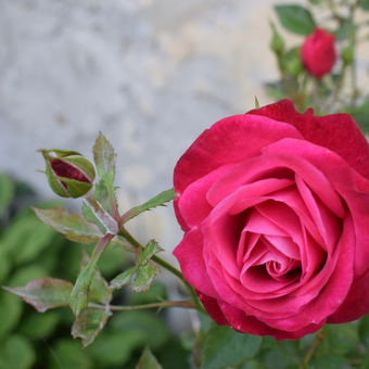 Růže z děčínského zámku.