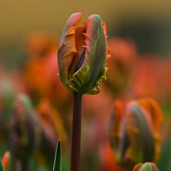 tulipánový záhon