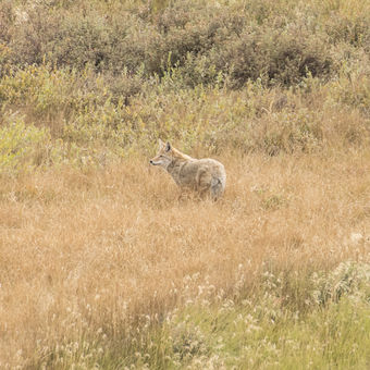 Kojot v podzimni trave