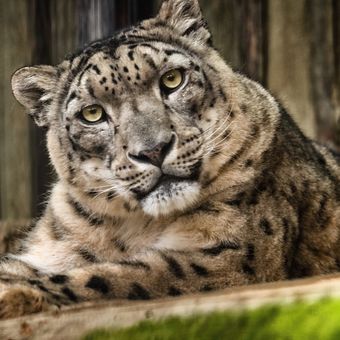 Leopard snežný  (Panthera uncia)