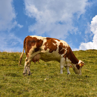 Cow on the heaven meadow