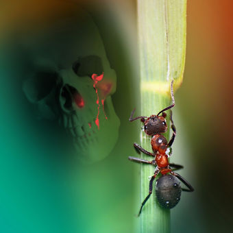 Mravenci nesou smrt