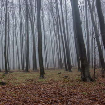 Bukový les v mlze