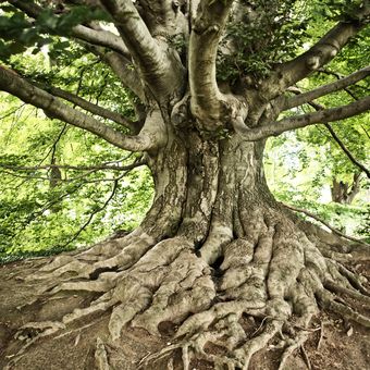 Z kořene strom
