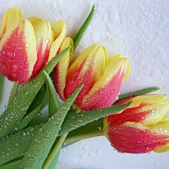 Duše Tulipánů