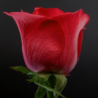 Ruža 1