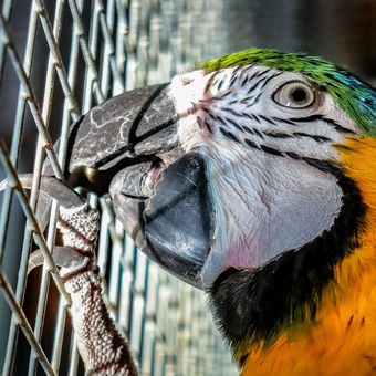 The blue and yellow macaw