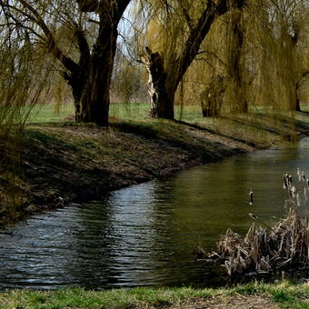 Borkovanský rybník