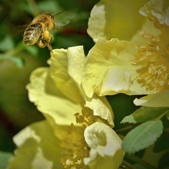 Včelí jarní putování