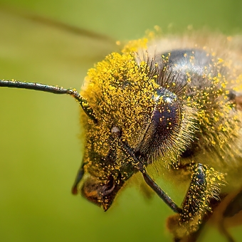 Včela medonosná nákladní :-)