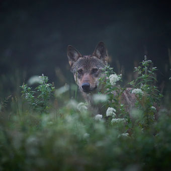 Vlk obecný - Canis lupus - Wolf