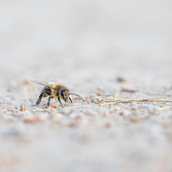 Včelka samotářka