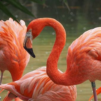 Plameňák karibský (American flamingo)