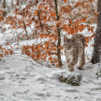 Kočka v zimním lese.