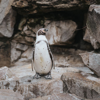 Pózující tučňák