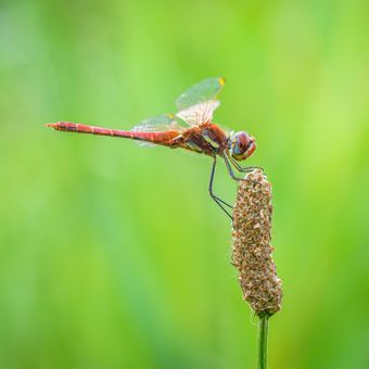 Vážka jarní - Sympetrum fonscolombii
