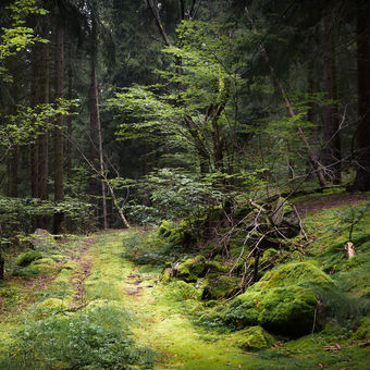 Krušnohorský les