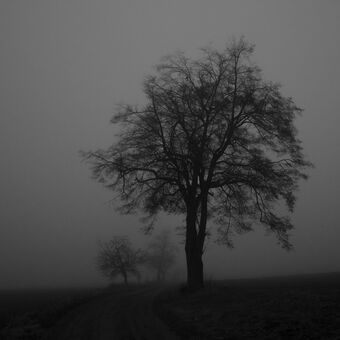Strom v mlze
