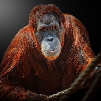 Orangutan sumaterský