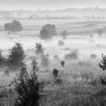 Mlhavé ráno na pastvinách praturů