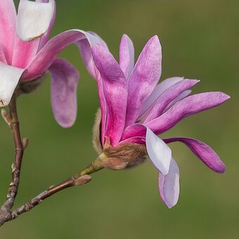 šácholan hvězdicovitý ( magnolie )