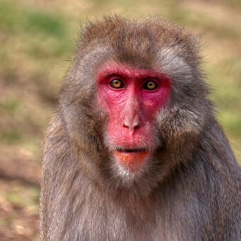 makak červenolící