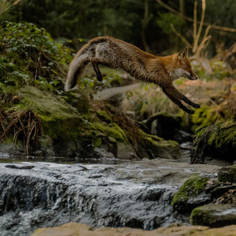 Skok lišky přes potok