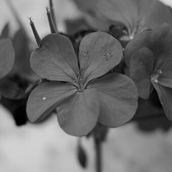 Květ pelargonium zonale - muškát vzpřímený