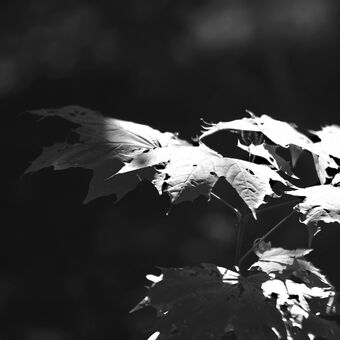 Černobílý podzim