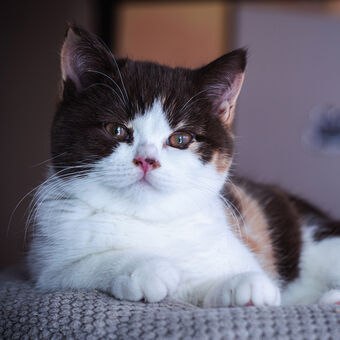 Karamelka z Přerova*CZ - britská krátkosrstá kočička