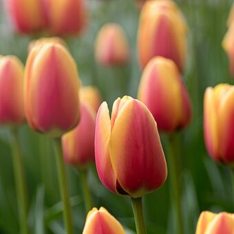 Mezi tulipány
