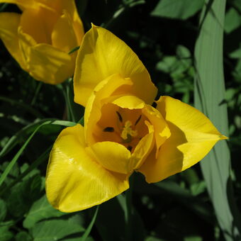 Žlutý tulipán z letošních Vrbčan