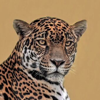 jaguár americký