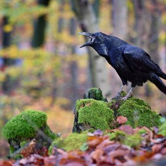 Krkavec čierny  - (Corvus corax)