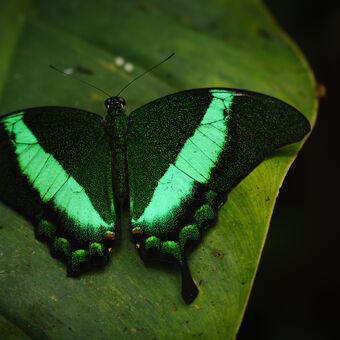 Otakárek smaragdový (Papilio palinurus)