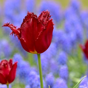 Holandské tulipány  II.
