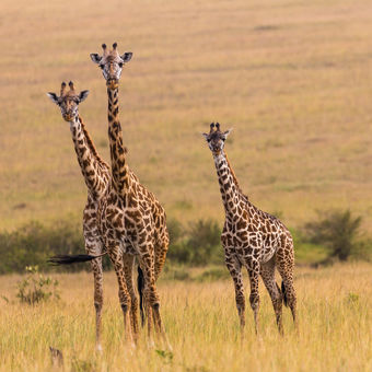 Tři žirafy jdou - v řadě za sebou :-)