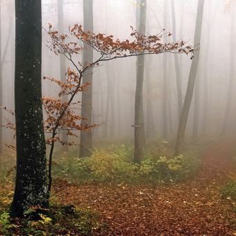 Podzimní mlhy