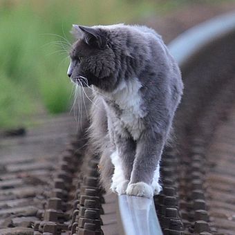 Kočka na koleji