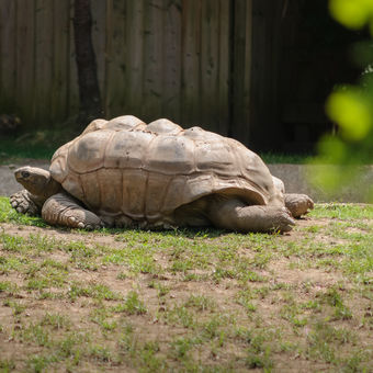 Aldabra giant tortoise (Zelva obrovska)
