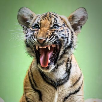 Tygr Malajský