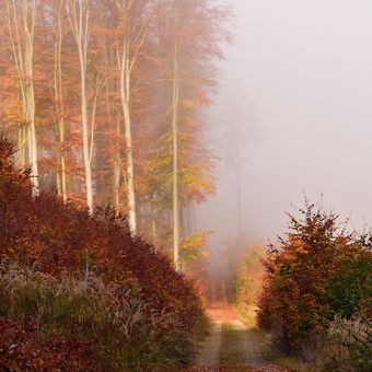 Mlhavé podzimní ráno ...