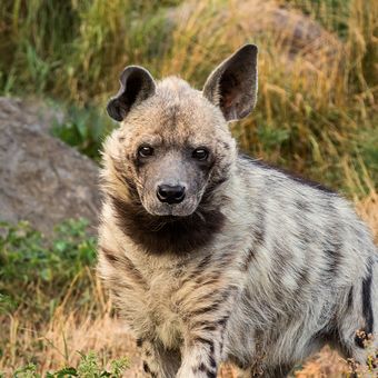 Hyena žíhaná