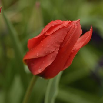 Červené tulipány