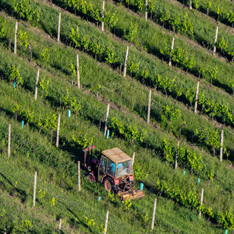 S traktorem uprostřed vinohradu.