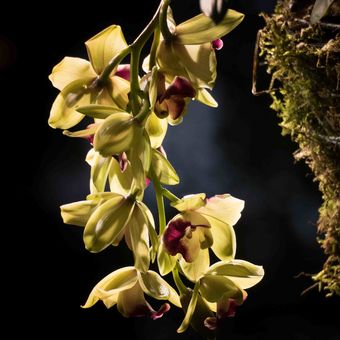 tančící orchidej