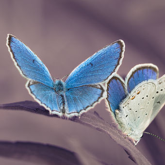 Motýle v modrom