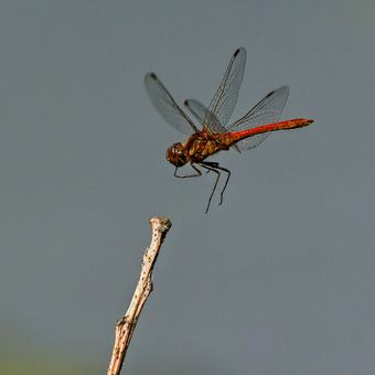 Letovka - Vážka rudá